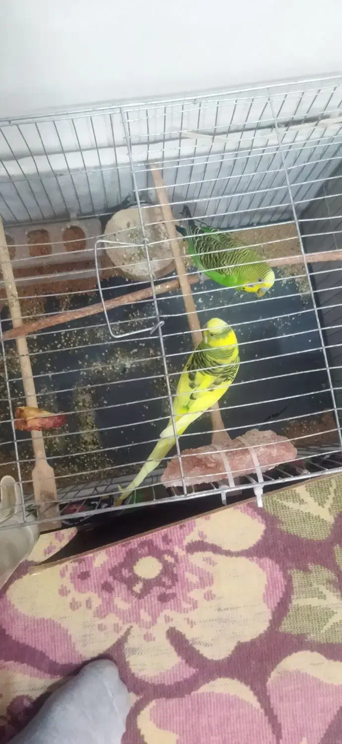 فروش مرغ عشق|پرنده|تبریز, |دیوار