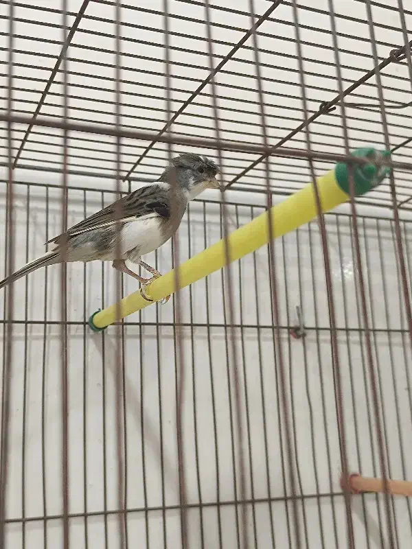 تعدادی قناری|پرنده|رشت, منظریه|دیوار