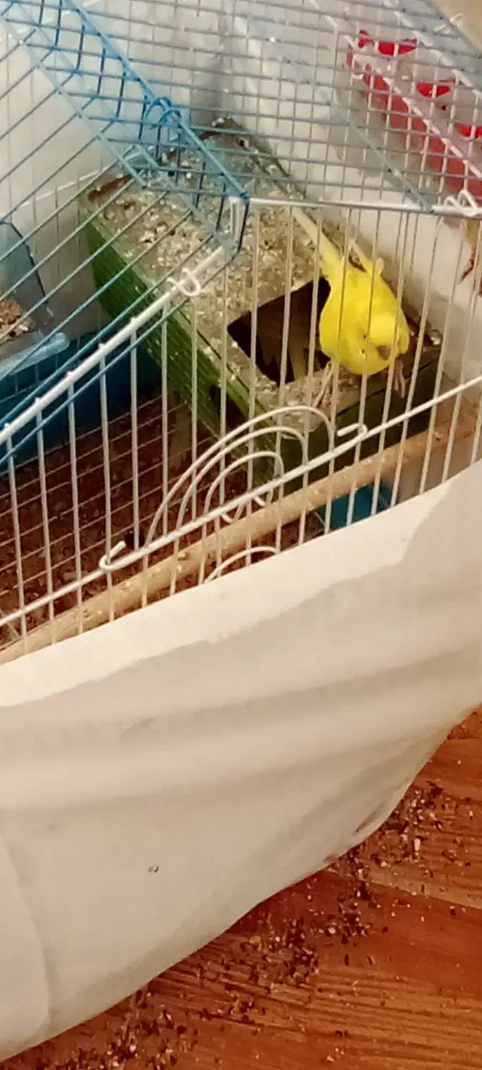 پرند|پرنده|ملایر, |دیوار