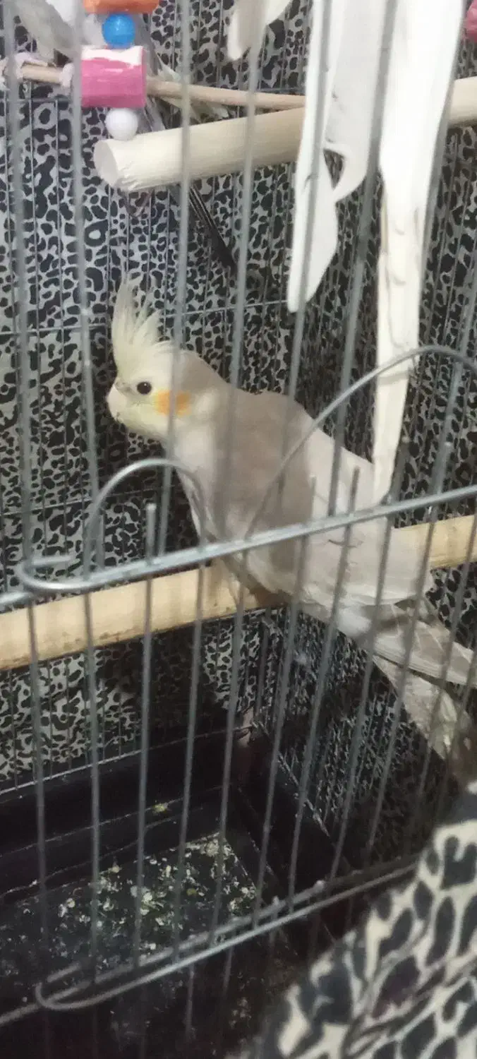 عروس هلندی آهوی وسیامون وابلق|پرنده|قرچک, زیبا شهر|دیوار