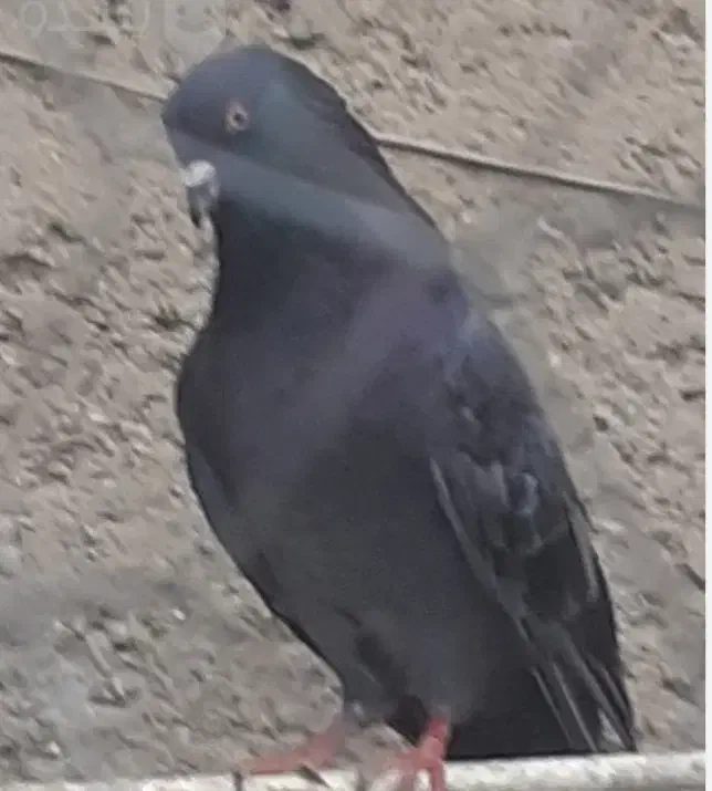 تخم کبوتر برای فروش،تازه|پرنده|ملایر, |دیوار