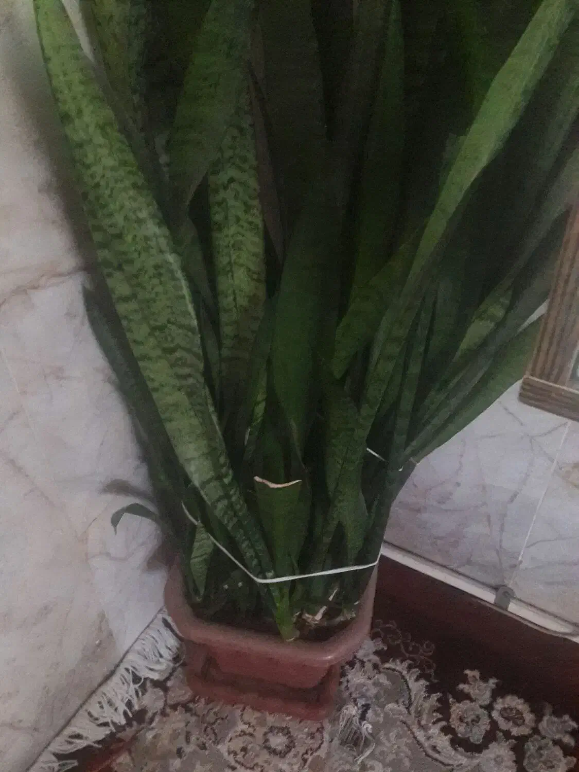 گلدان گل|گل و گیاه طبیعی|چناران, |دیوار