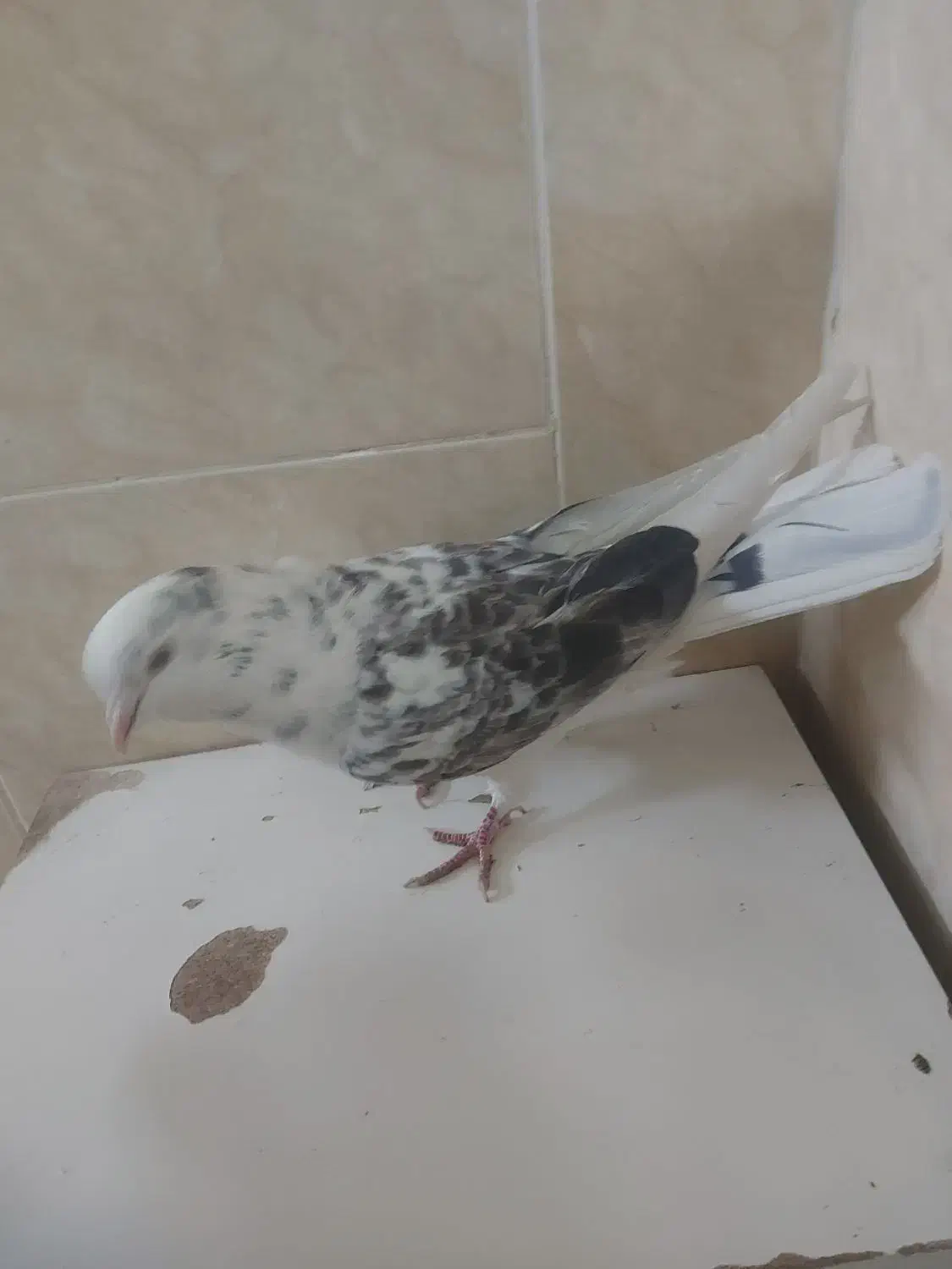 نر پندار پرشی عالی بازی دلر|پرنده|خمینی‌شهر, |دیوار