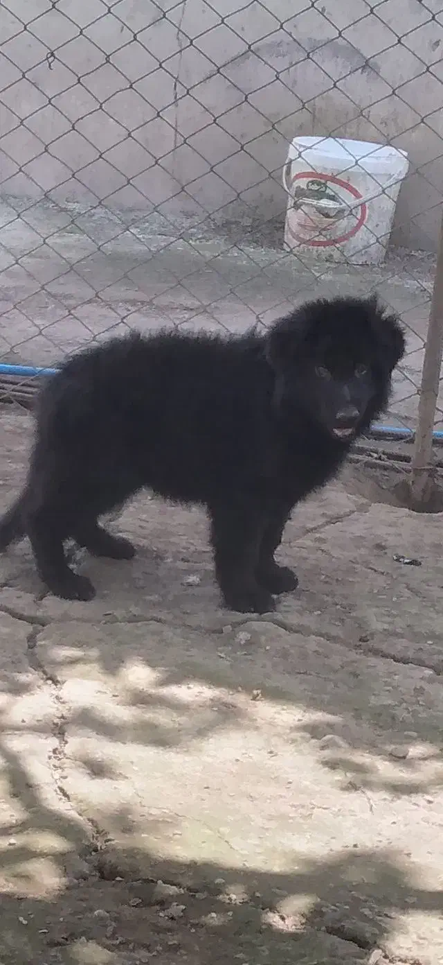 ژرمن بلک فول کیفیت|سگ|خرم‌آباد (تنکابن), |دیوار