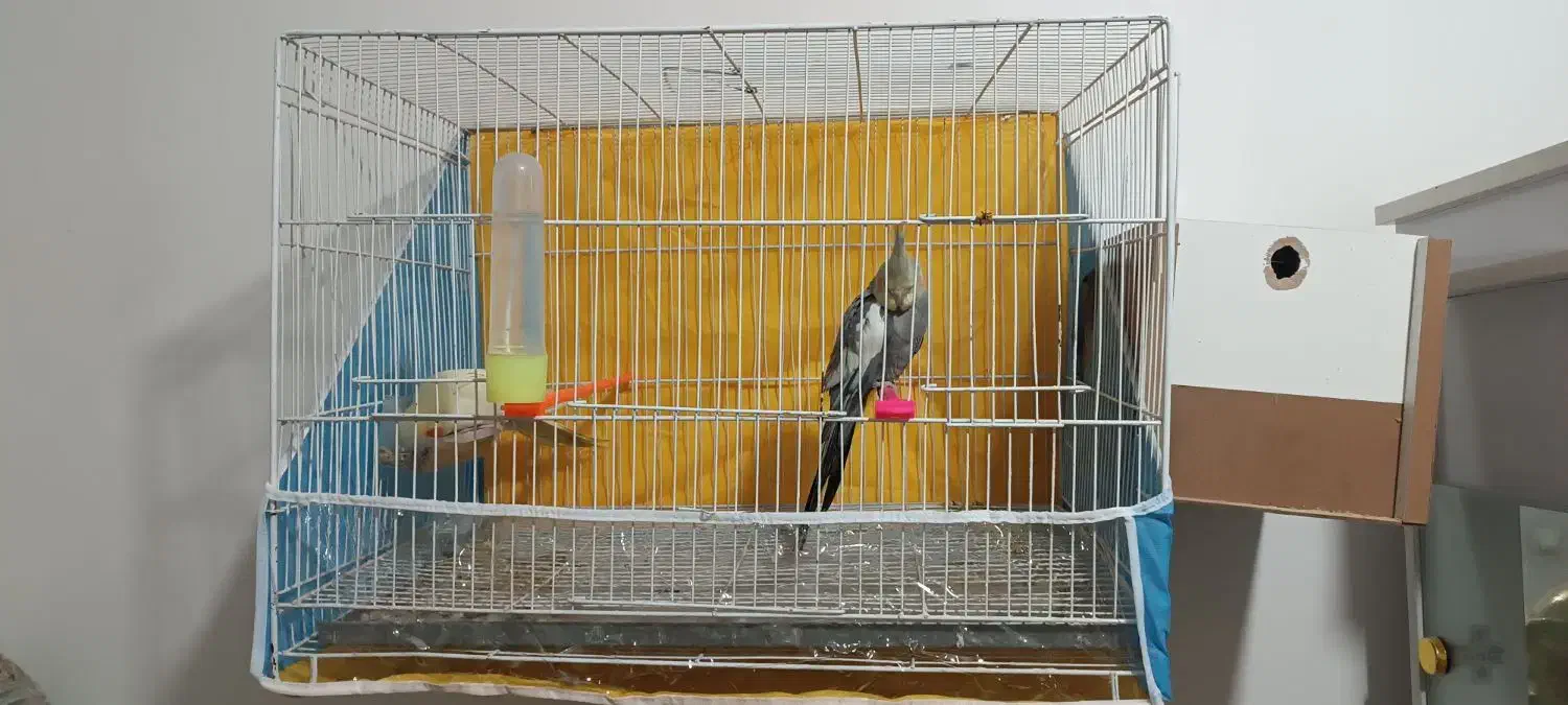 عروس هلندی|پرنده|مشهد, تلگرد|دیوار