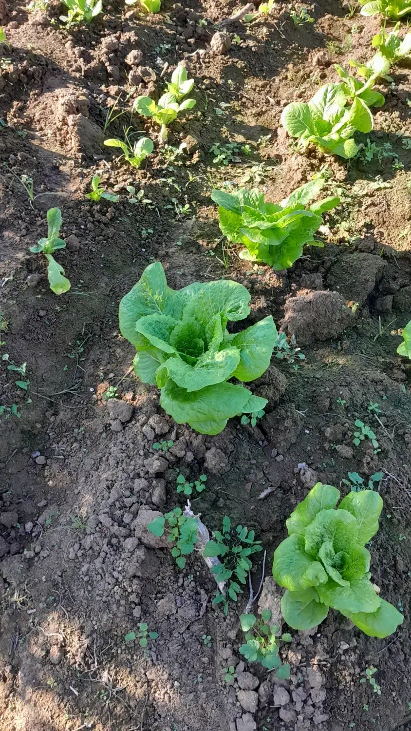 کاهو پیچ زودرس|عمدهفروشی|خان ببین, |دیوار