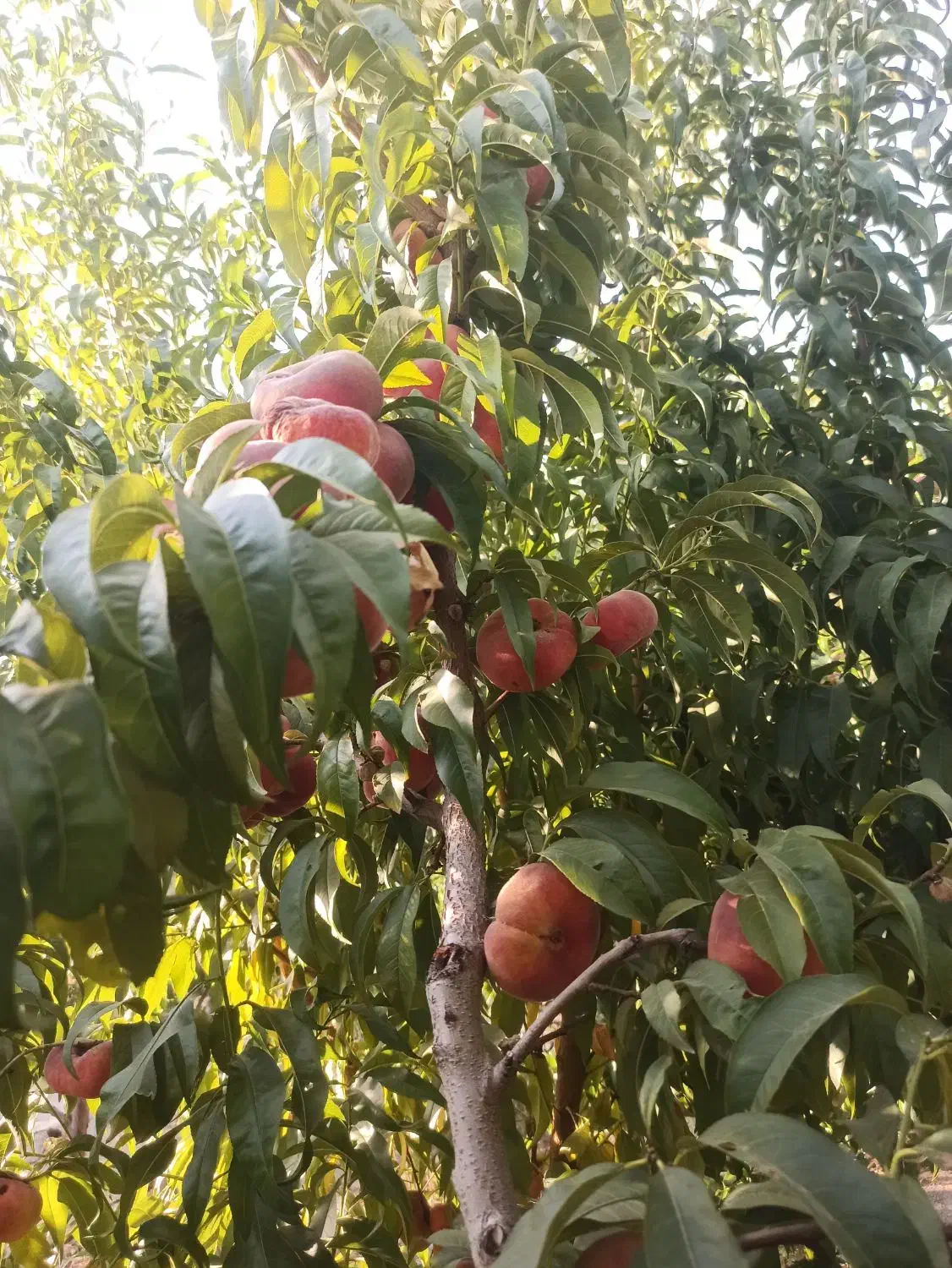 هرس انواع درختان میوه|خدمات باغبانی و درختکاری|تبریز, |دیوار