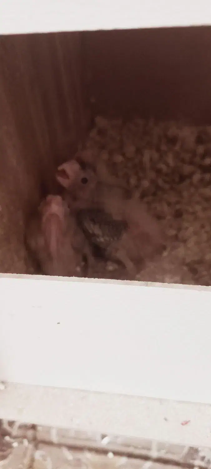 جوجه عروس|پرنده|اردکان, |دیوار