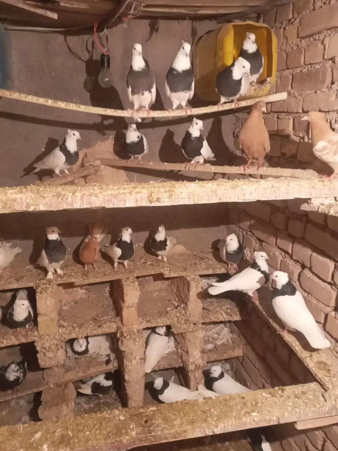 کبوترطوقی|پرنده|خوشاب, |دیوار