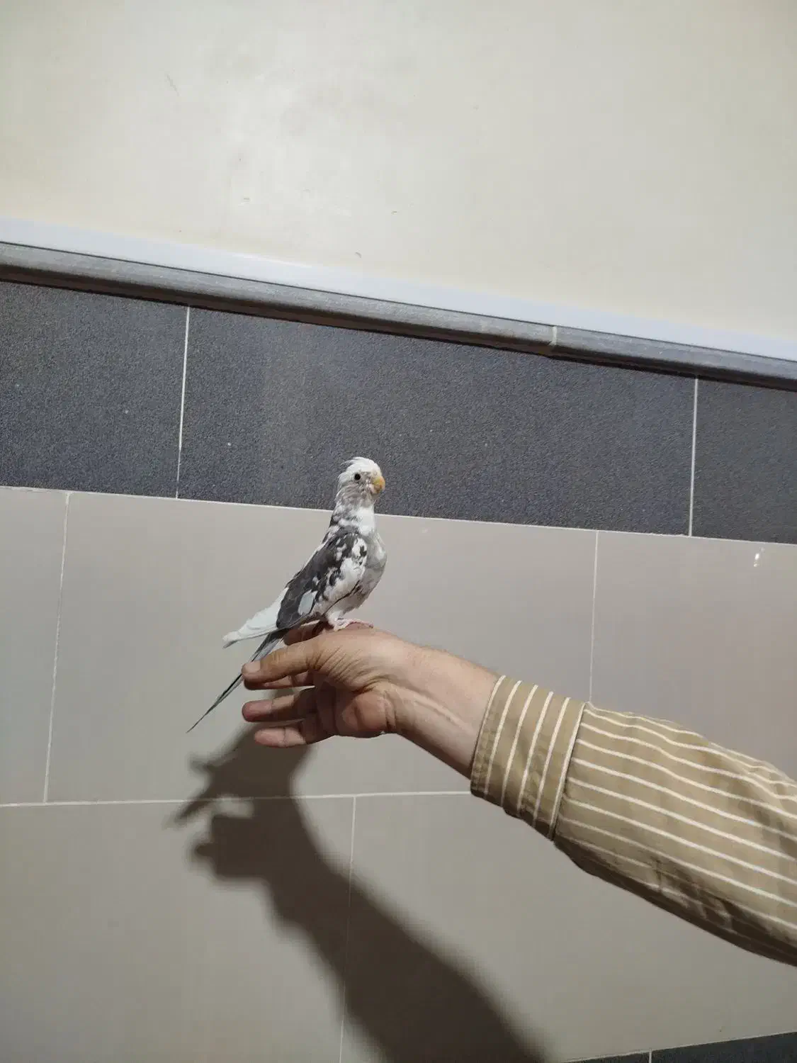 عروس هلندی البینو دوکت|پرنده|جوین, |دیوار