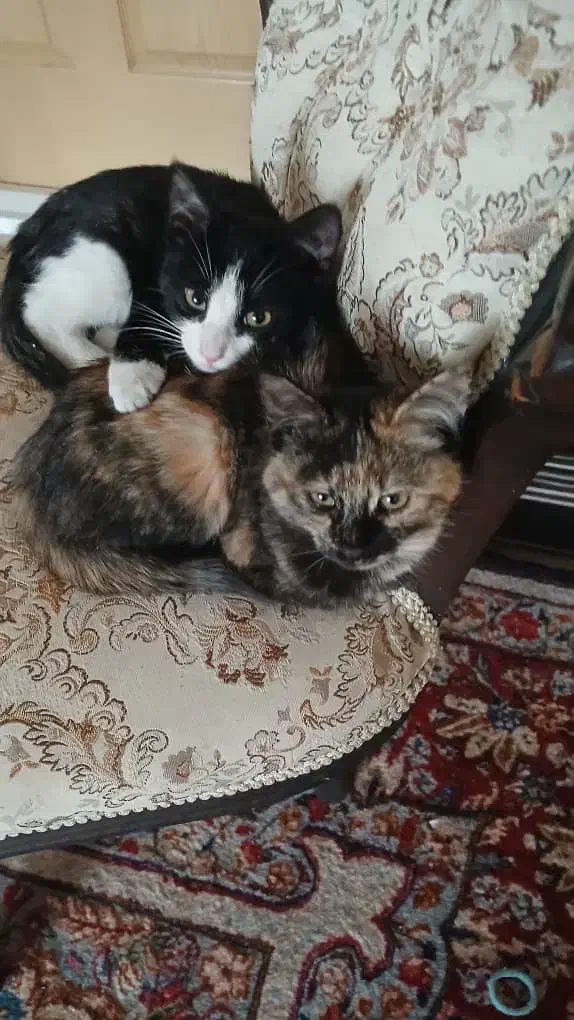 واگذاری دو عدد بچه گربه|گربه|کرمان, |دیوار