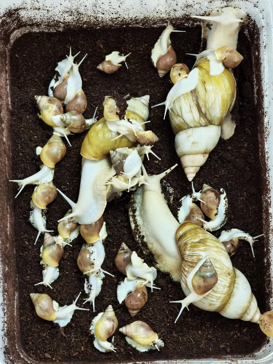 حلزون|خزنده|قم, نوقطار|دیوار