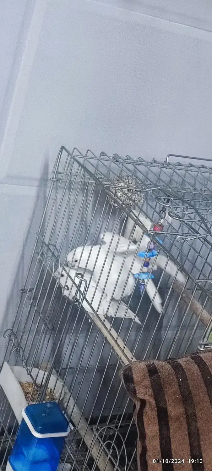 عروس هلندی البینو مولد|پرنده|اسلامشهر, مظفریه|دیوار