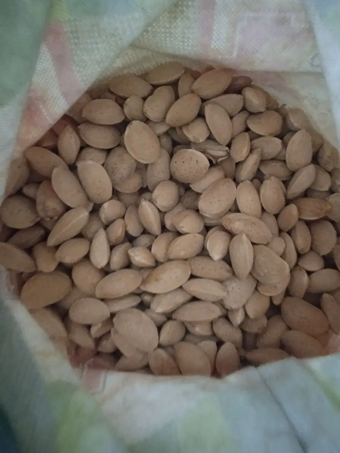 فروش بادام تلخ|عمدهفروشی|ارسنجان, |دیوار