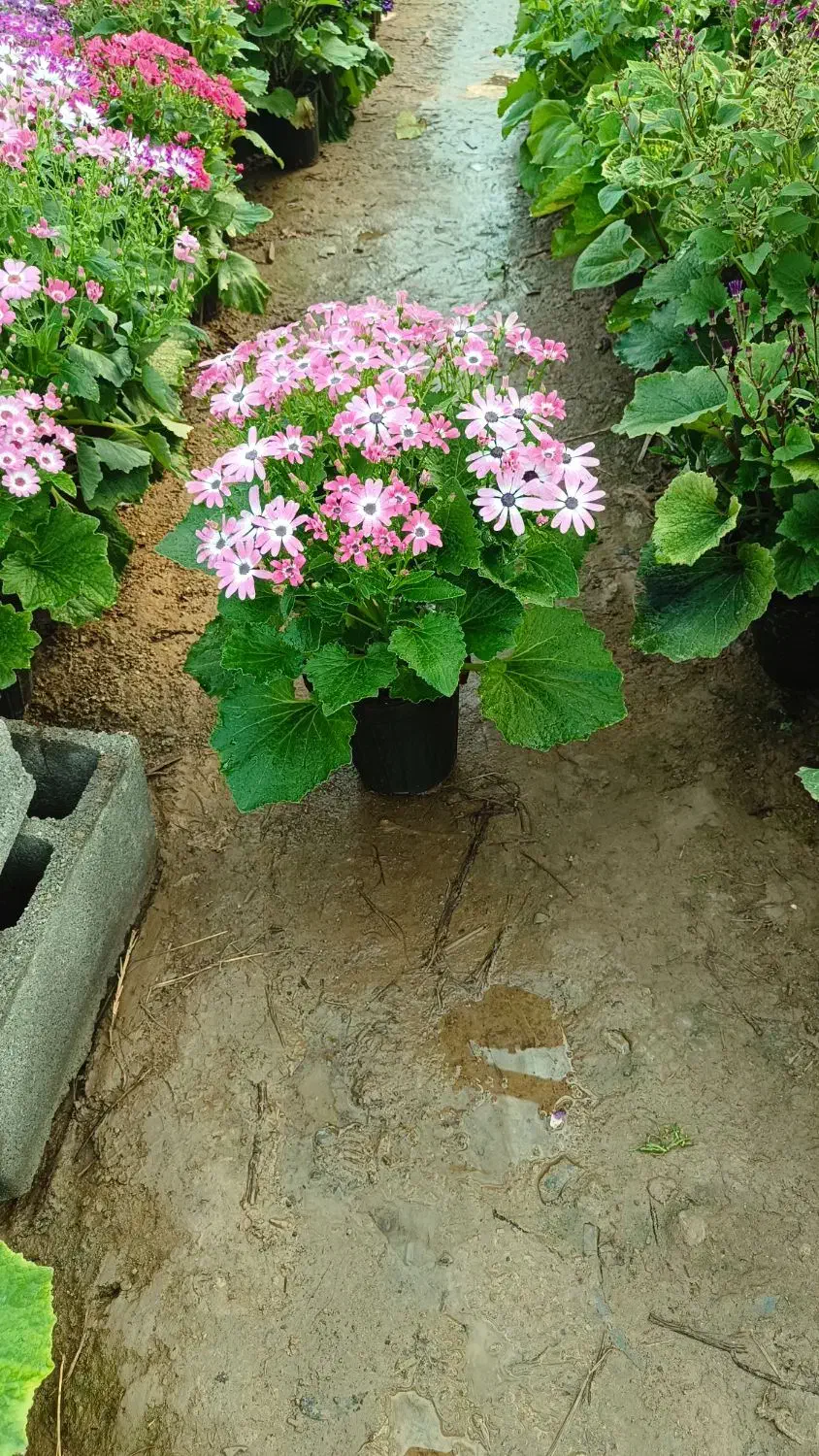 سینره ۱۲۰|گل و گیاه طبیعی|پاکدشت, پاکدشت (مامازند)|دیوار