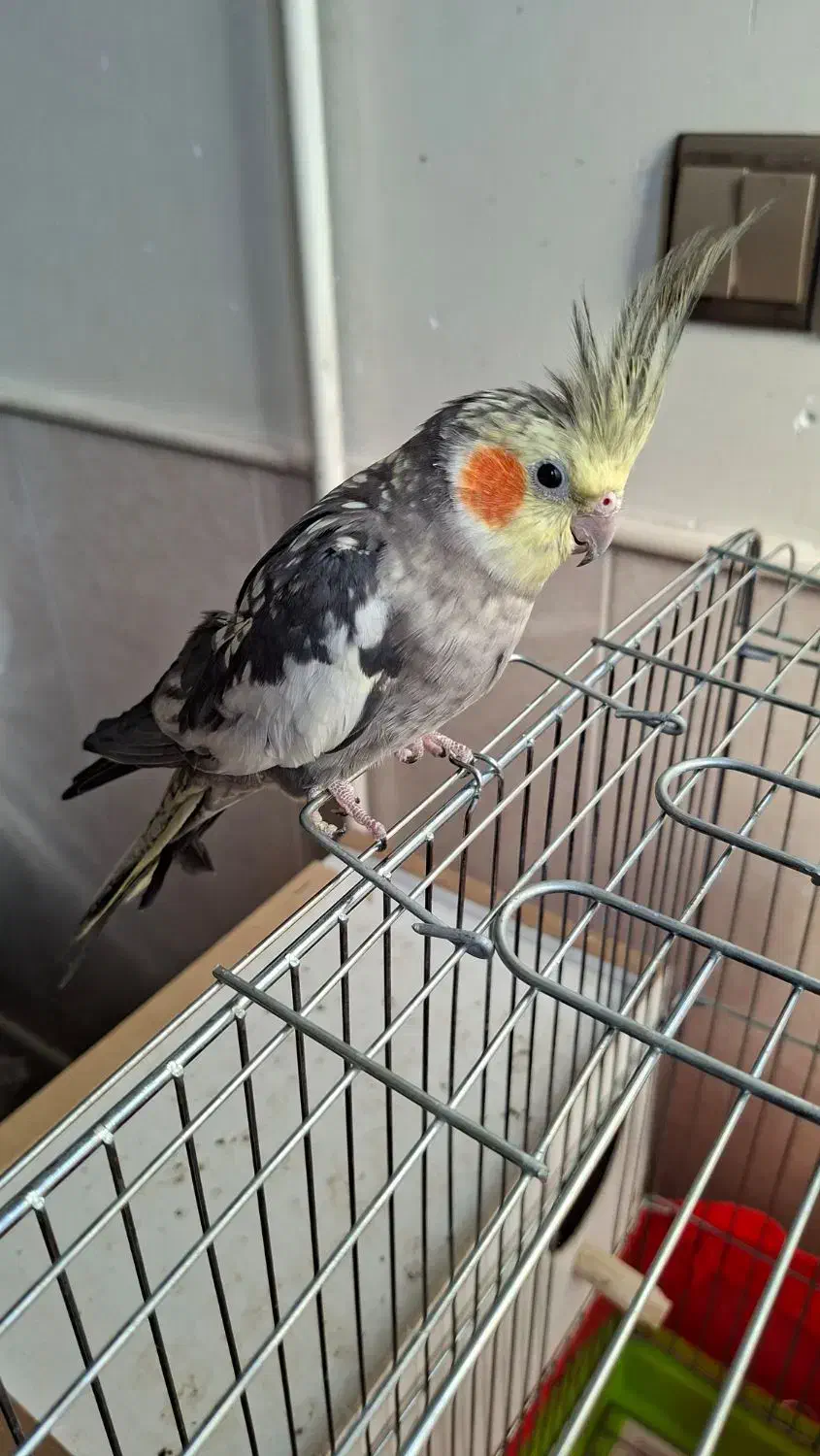 عروس هلندی ماده|پرنده|حمیدیا, |دیوار