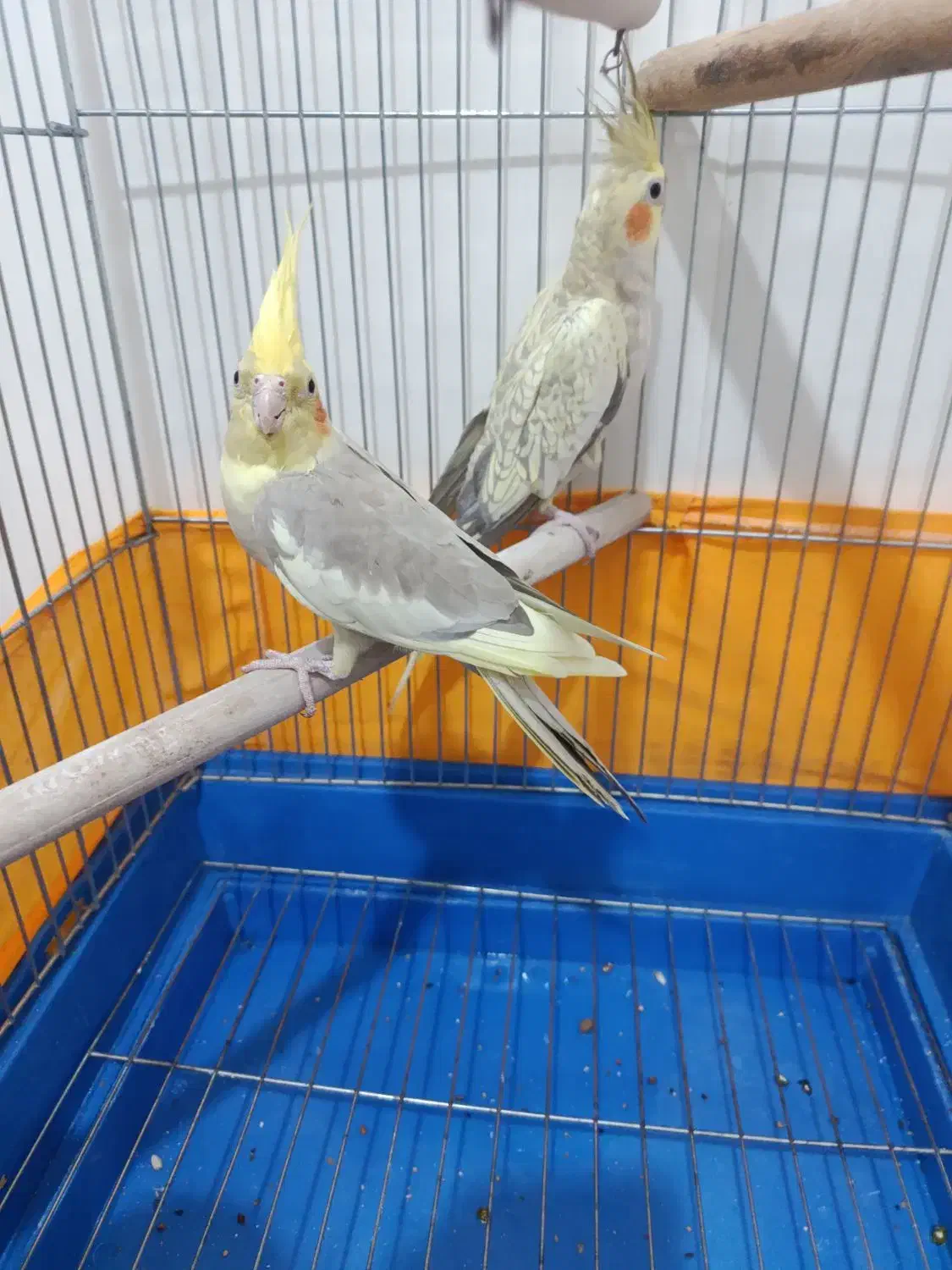 عروس هلندی|پرنده|کهک, |دیوار