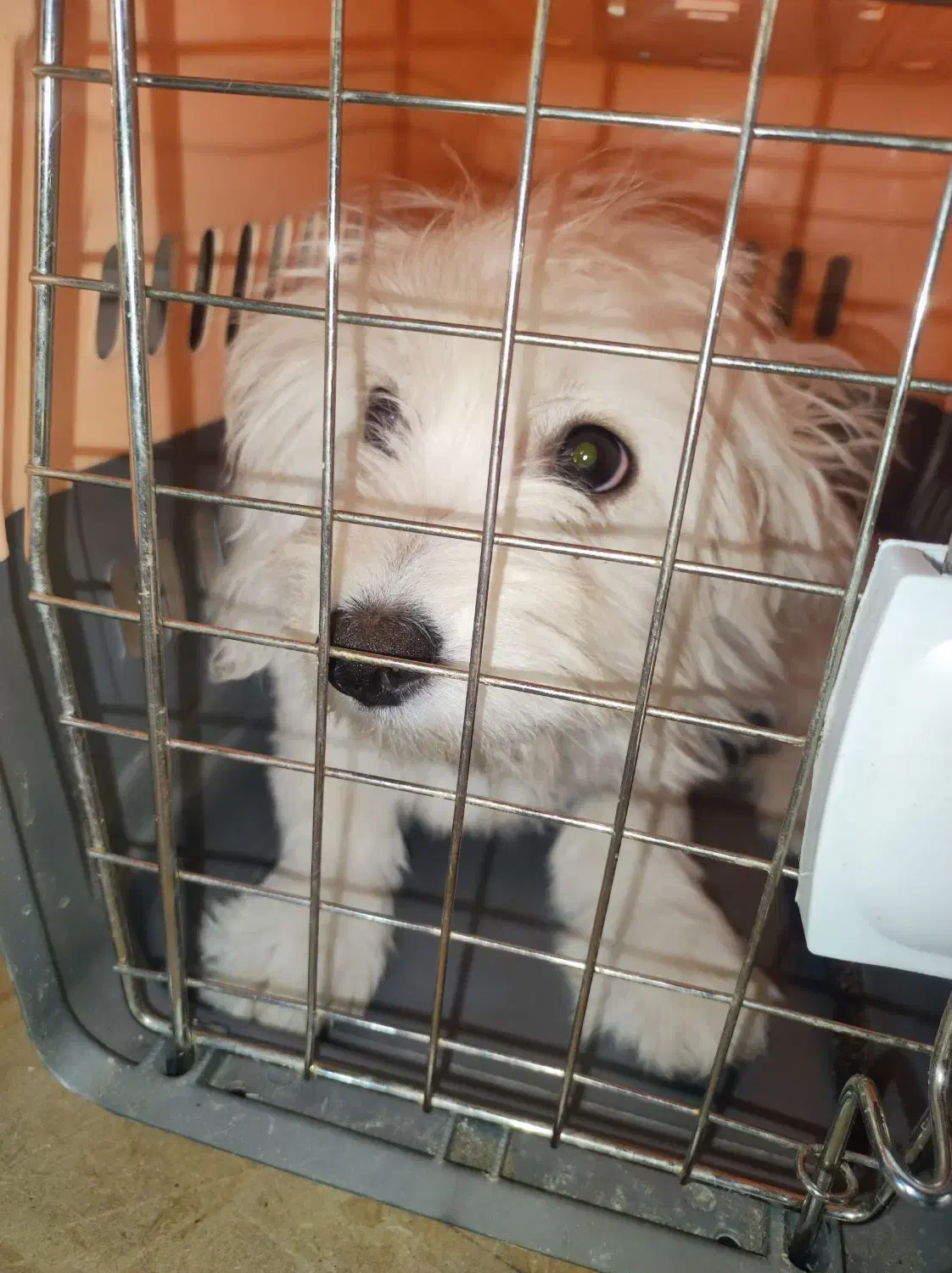 سلام ماده نژاد شیتزو تلییر اروم|سگ|پاکدشت, پاکدشت (مامازند)|دیوار