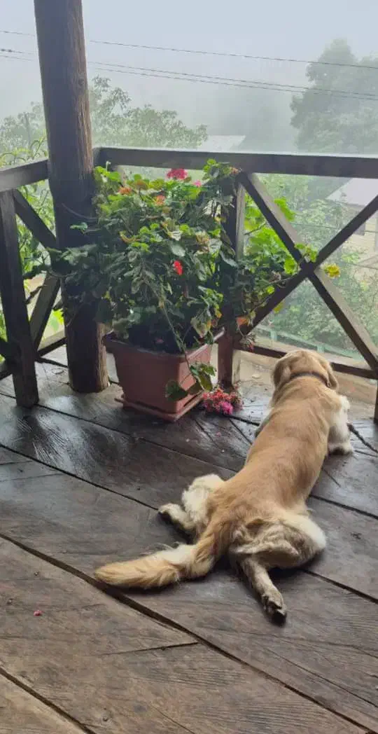 واگزاری گلدن اصیل فول اموزش فی ۱۵|سگ|رشت, گلسار|دیوار