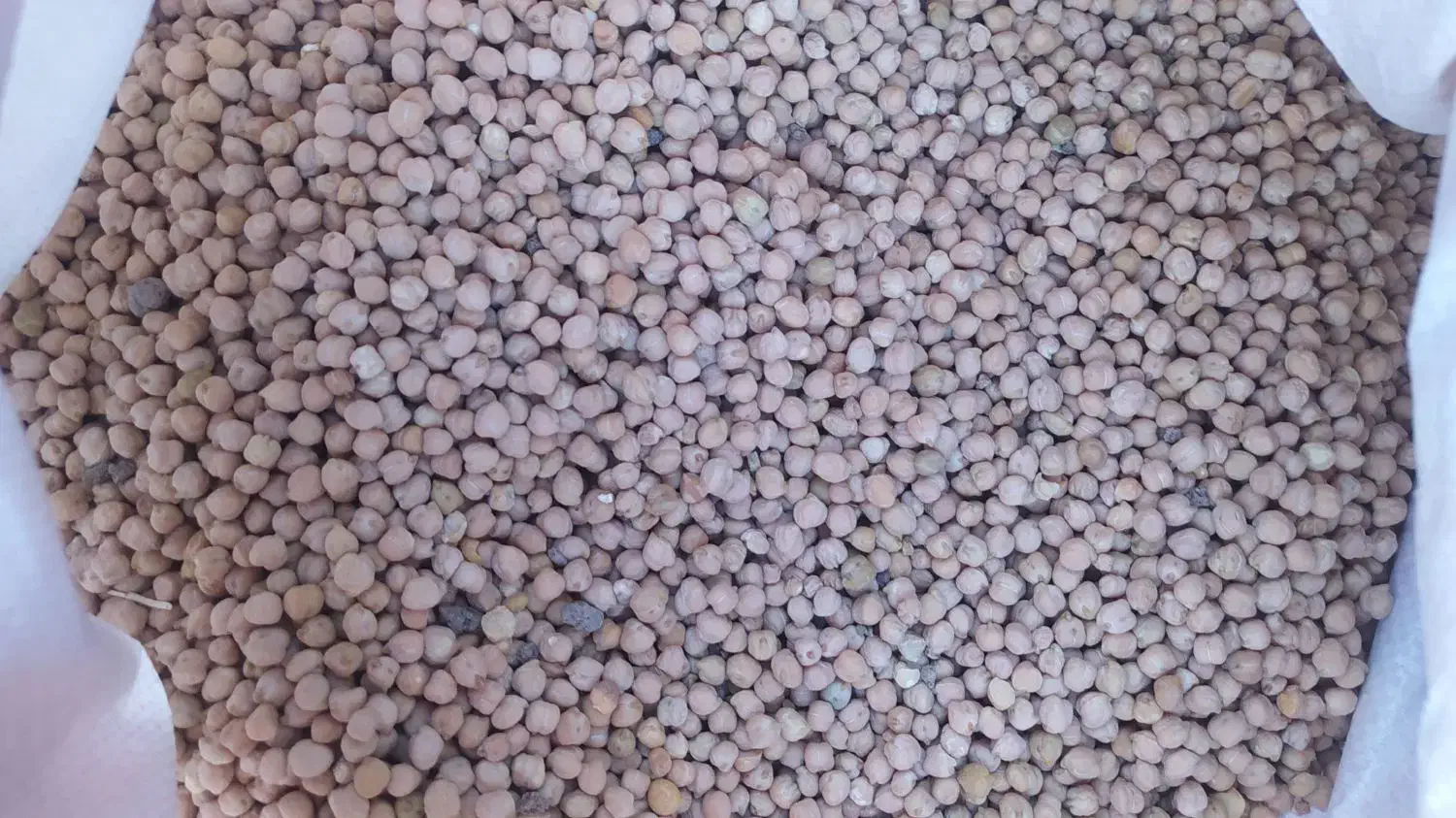 نخود|خوردنی و آشامیدنی|ایلام, |دیوار