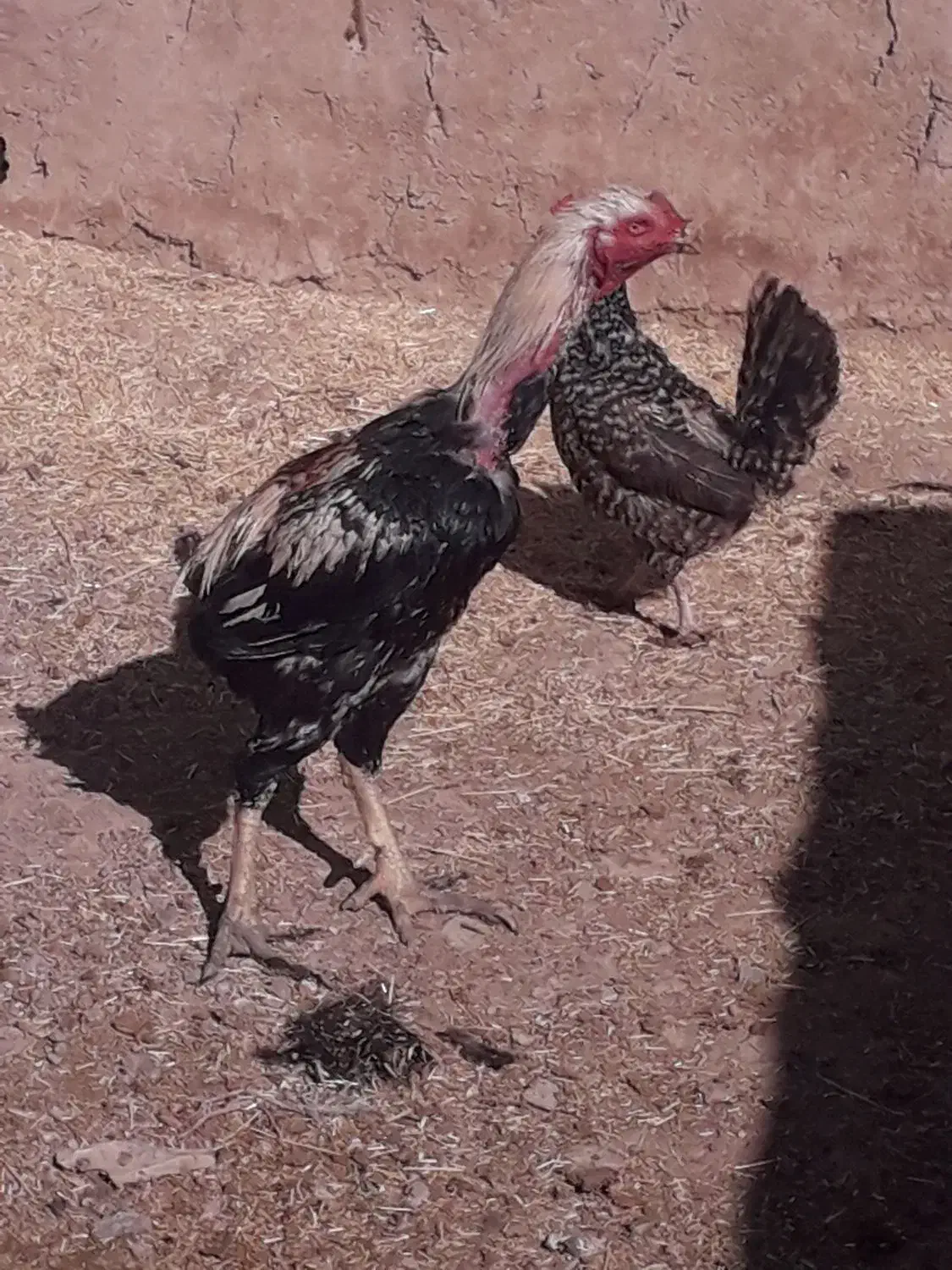 خروس لاری|حیوانات مزرعه|فرمهین, |دیوار