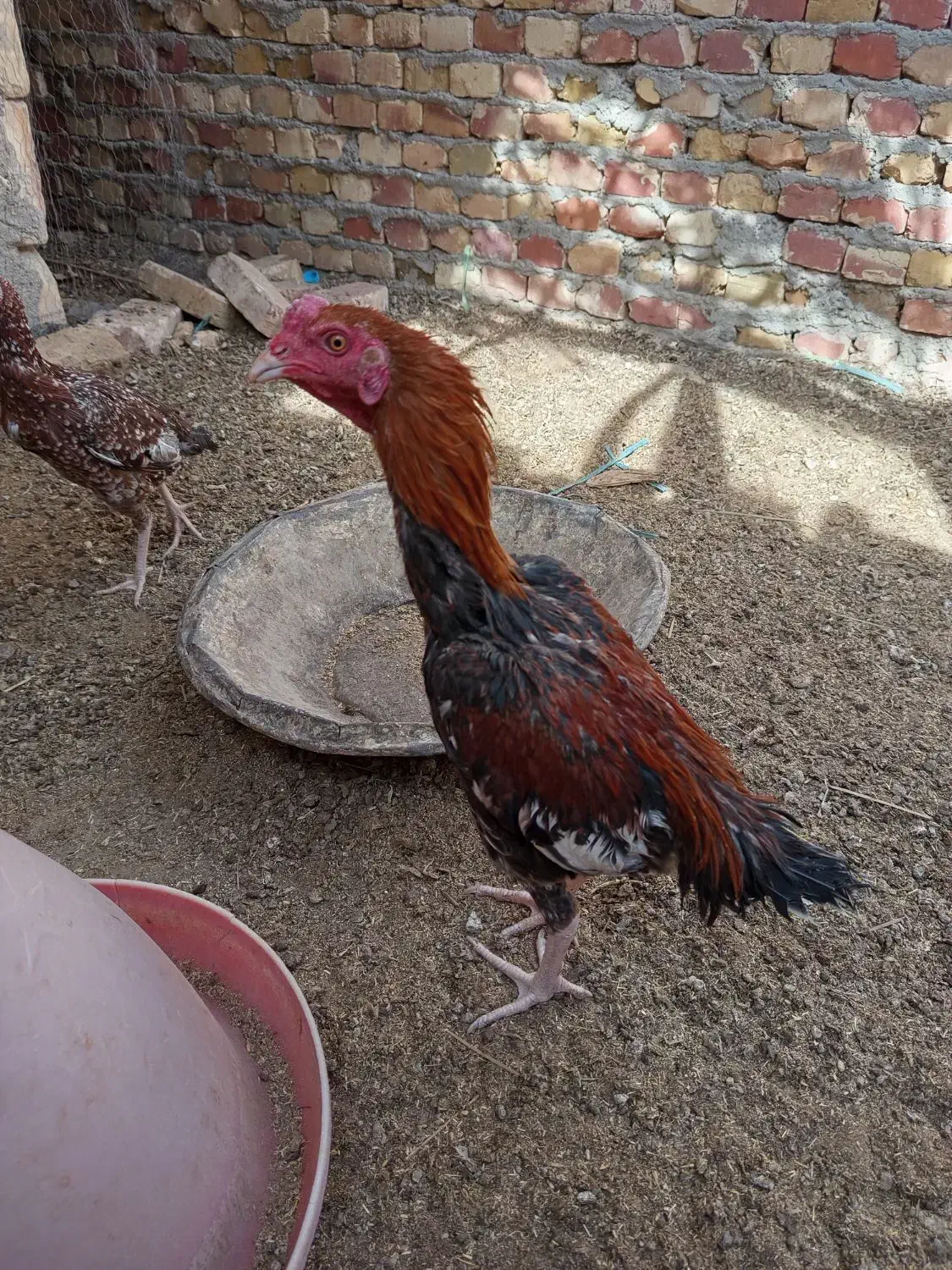 خروس لاری جوان|حیوانات مزرعه|سراوان, |دیوار