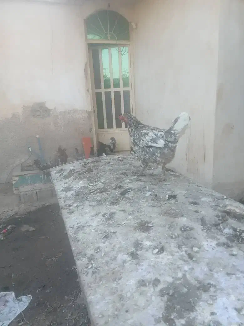 تعدادی مرغ و خروس به فروش میرسد|حیوانات مزرعه|چمران, |دیوار