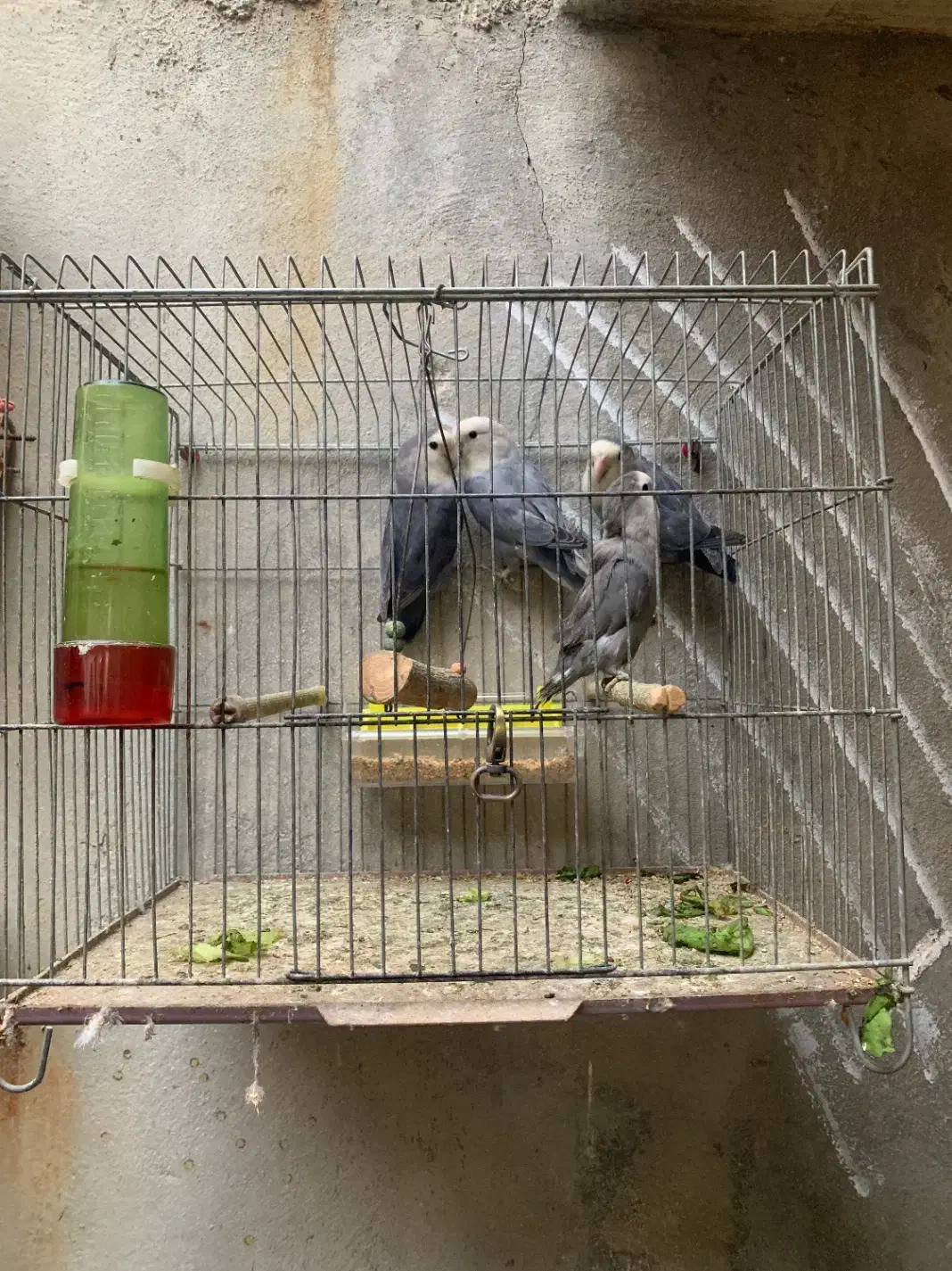 فروش طوطی برزیلی|پرنده|جم, |دیوار