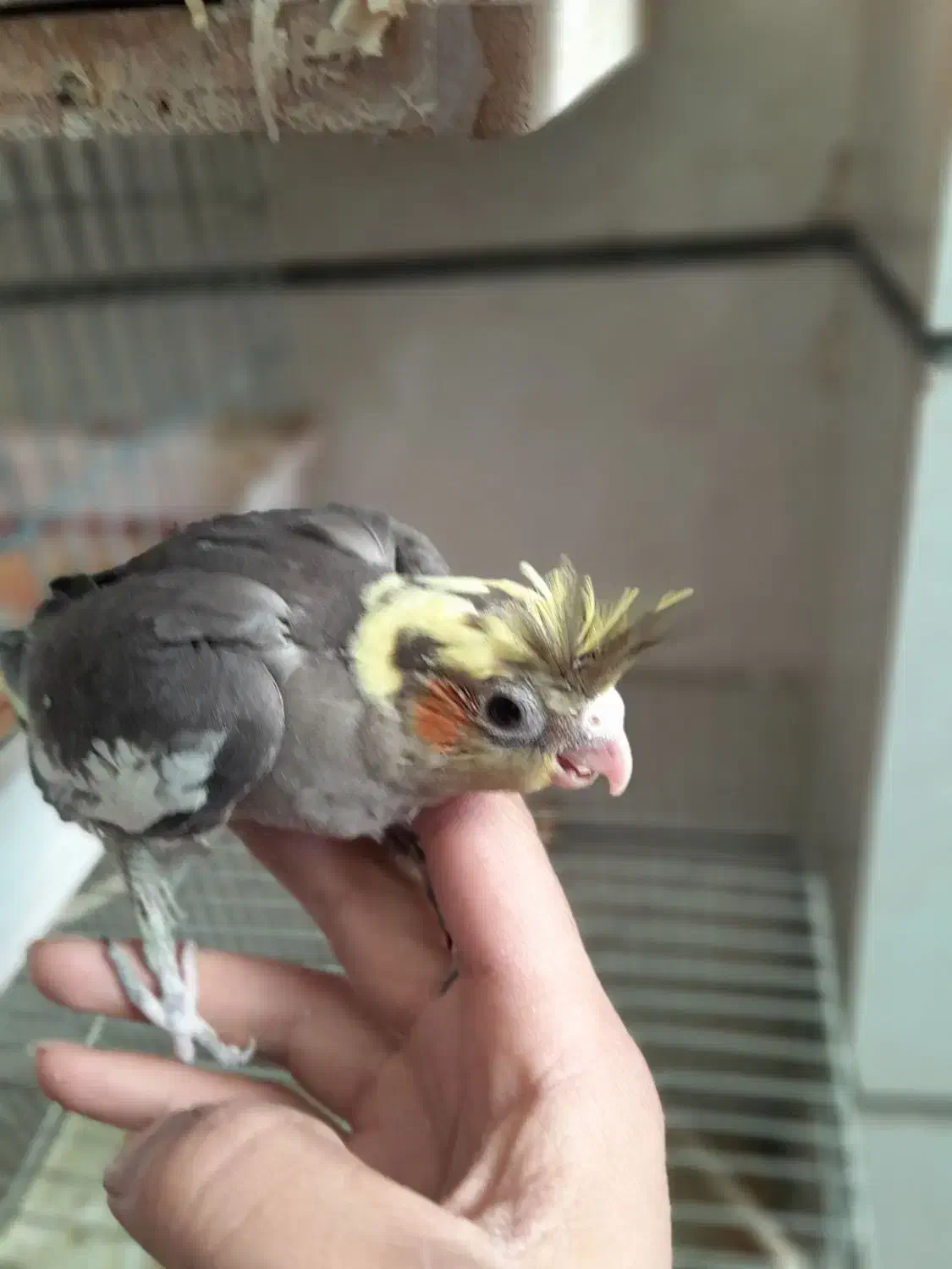 عروس هلندی همراه ۶تا جوجه|پرنده|قزوین, |دیوار