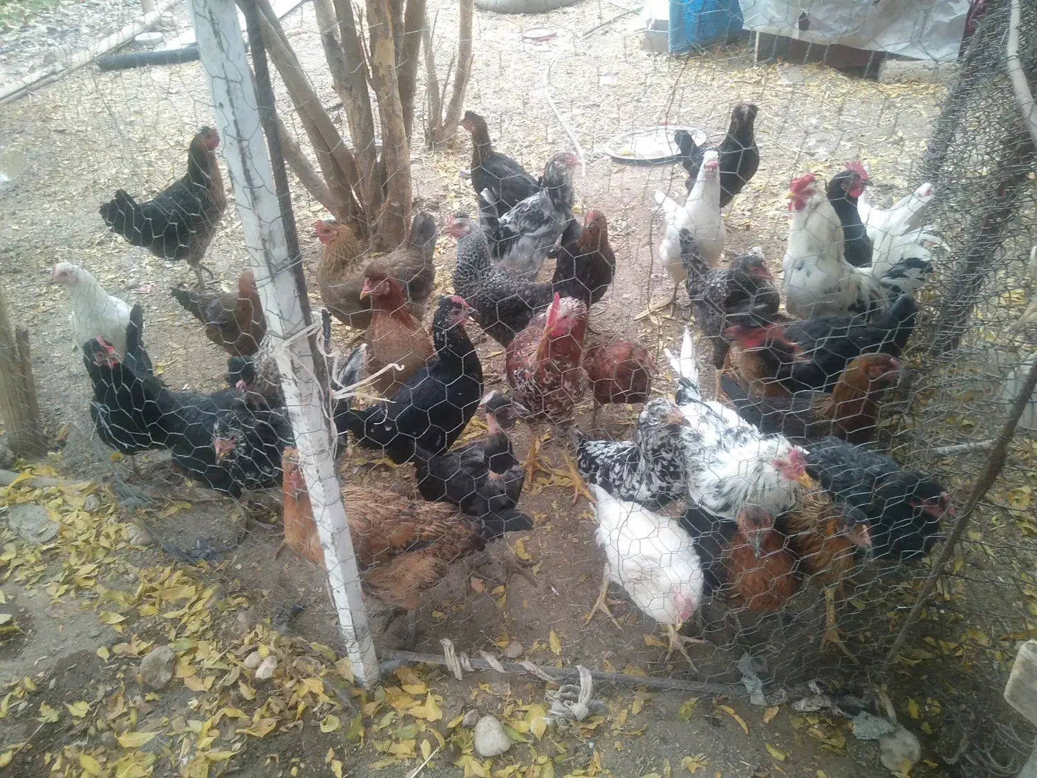 فروش تعدادی مرغ مادری تخم. گذار محلی مرغ گردن لخت|حیوانات مزرعه|فسارود, |دیوار