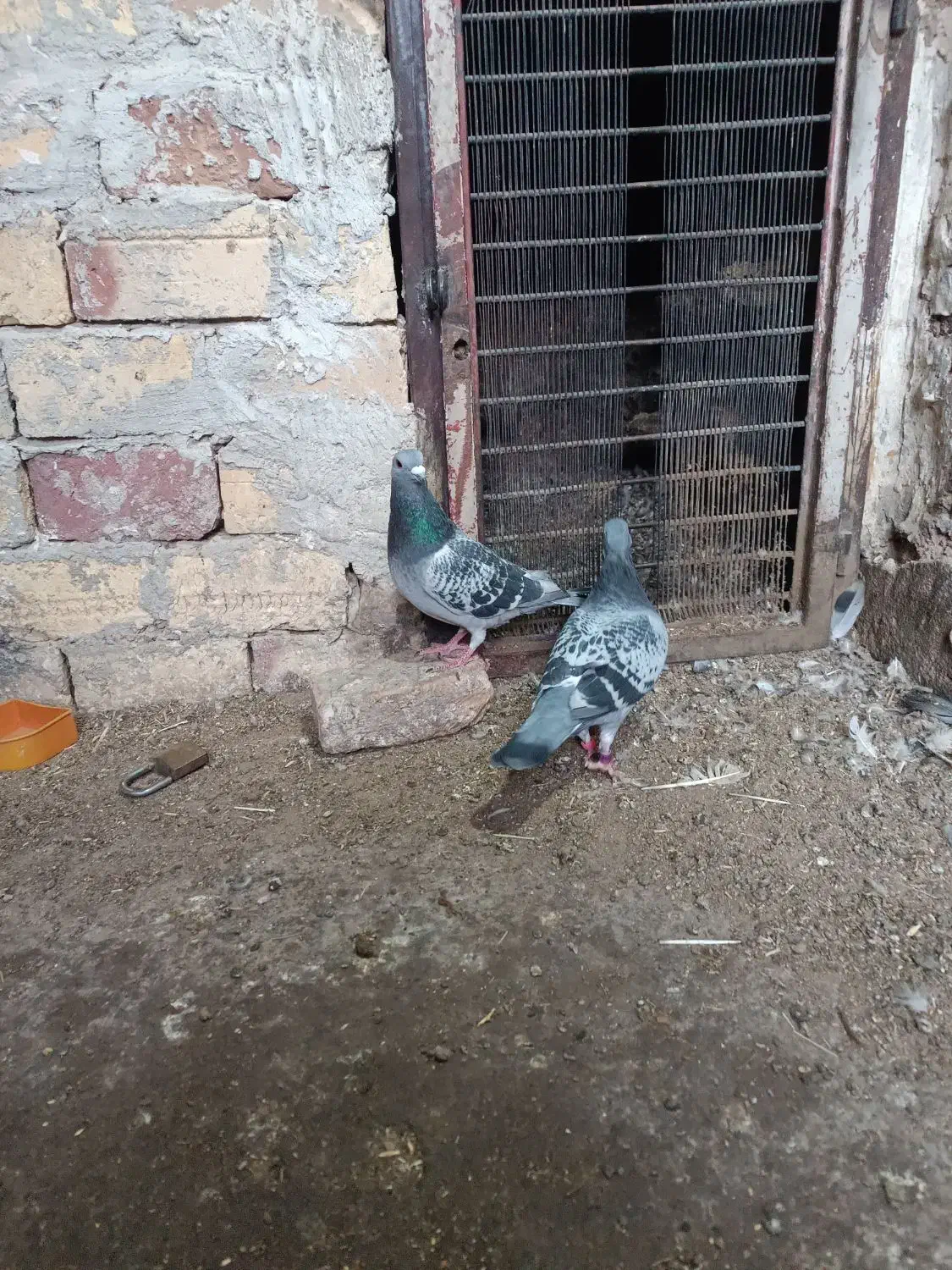 کفتر آلمانی ضمانتی مسافتی|پرنده|بیرجند, |دیوار