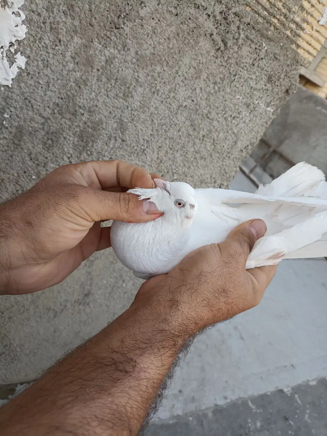 کبوتر|پرنده|رباط‌کریم, شهرک صنعتی نصیرآباد|دیوار