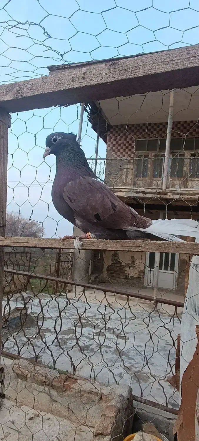 کبوتر سرخ کاکولی نر|پرنده|گمیشان, |دیوار