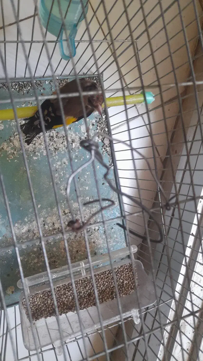 سهره نر|پرنده|بندرعباس, |دیوار