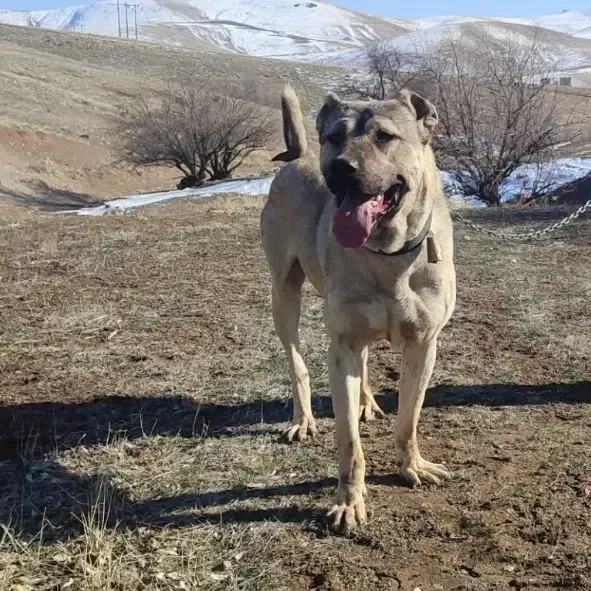 سرابی نر 20 ماهه|سگ|شهریار, شهریار|دیوار