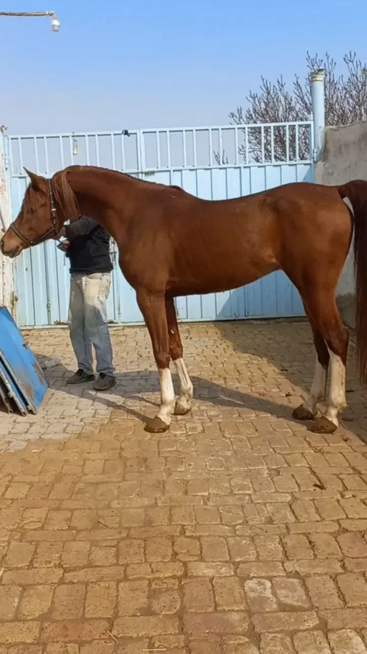 عرب دوسر|اسب و تجهیزات اسب‌سواری|اصفهان, دانشگاه اصفهان|دیوار