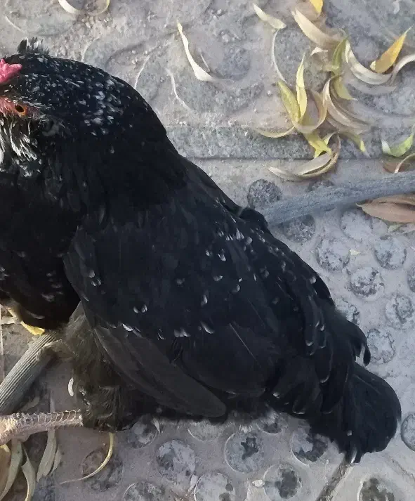 مرغ گلین لری تخمگذار|حیوانات مزرعه|هشتگرد, تهران دشت|دیوار