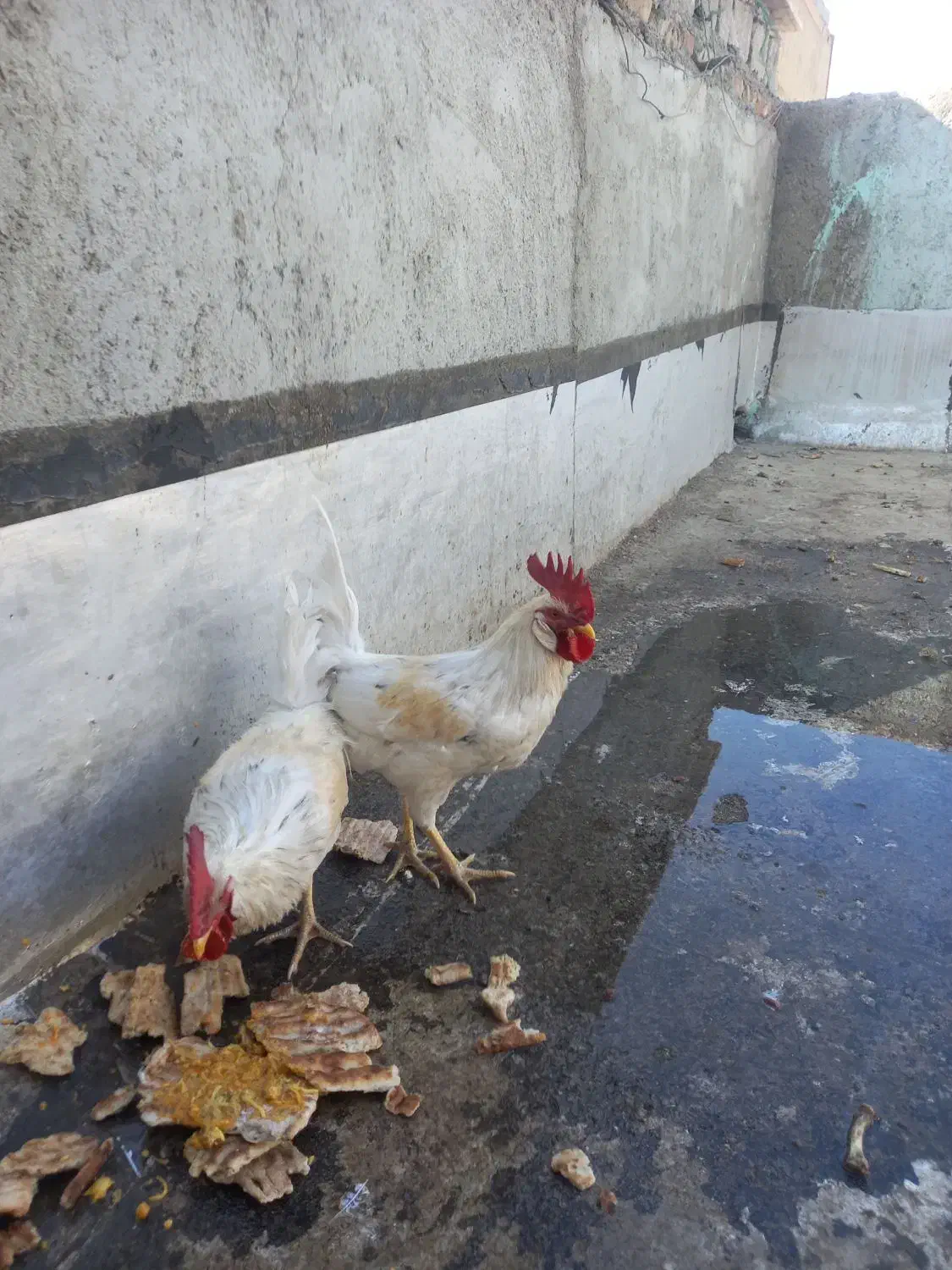 خروس یک ساله سالم و سرحال|حیوانات مزرعه|وحیدیه, |دیوار