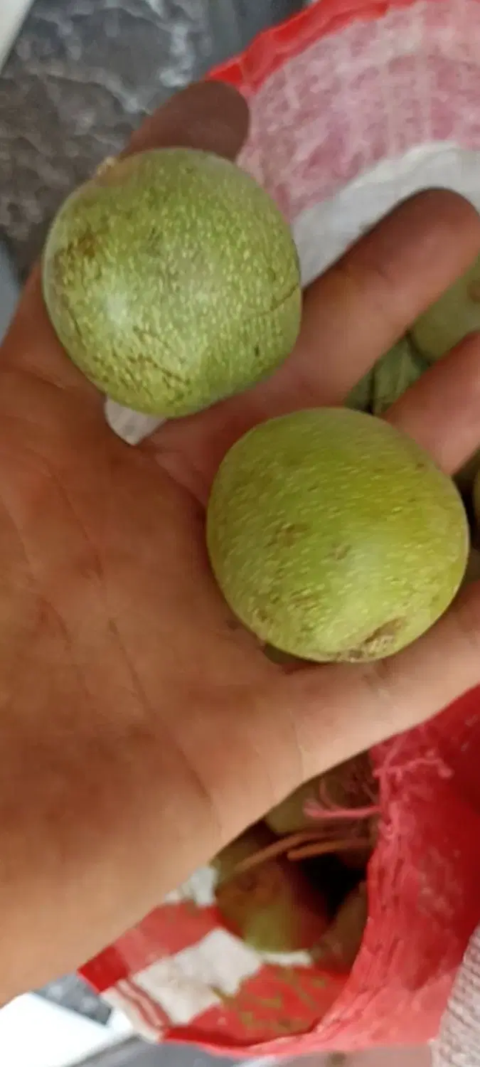 گردو|خوردنی و آشامیدنی|تهران, خانیآباد|دیوار