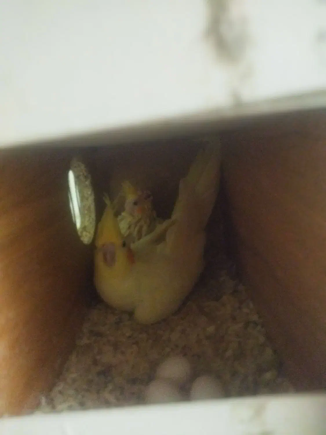 دو جفت عروس هلندی هر دو جفت با جوجه|پرنده|سبزوار, قلعهنو دهزار|دیوار