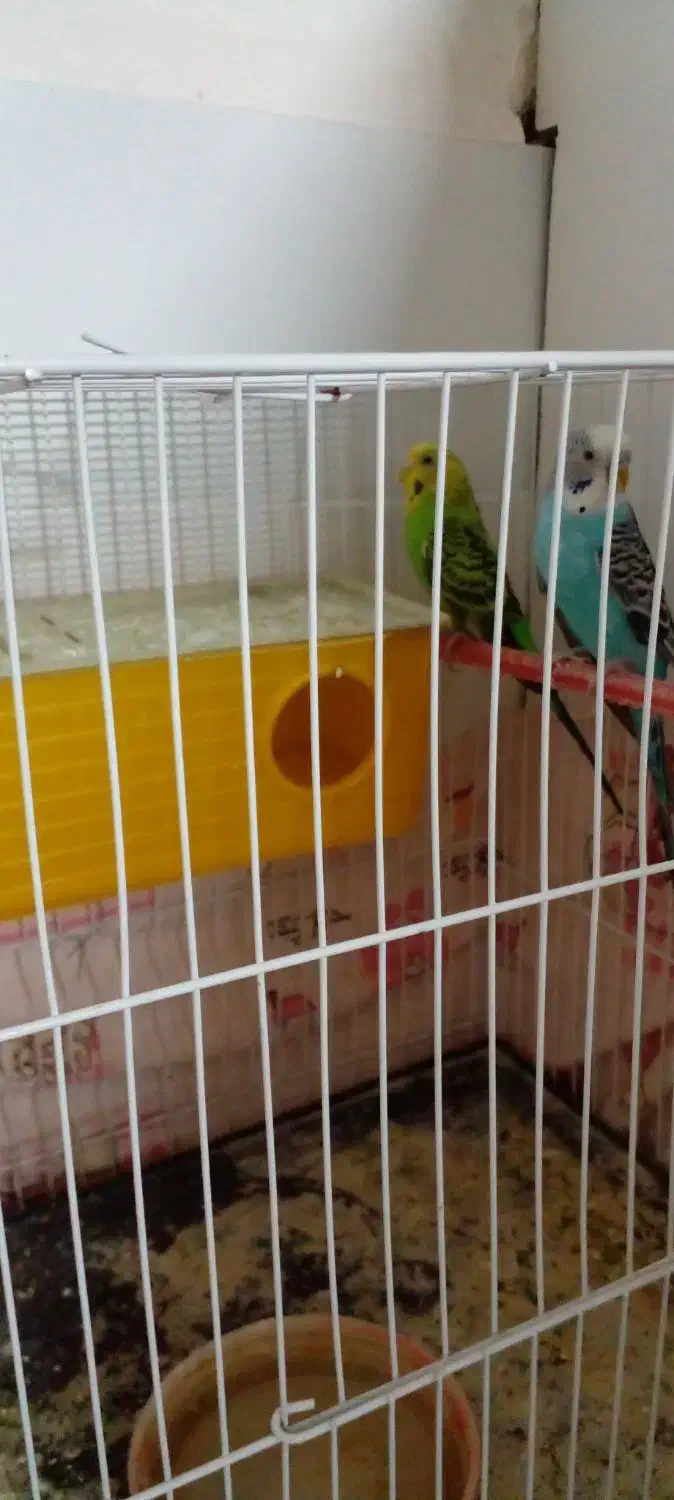 مرغ عشق|پرنده|تربت‌حیدریه, منظر|دیوار