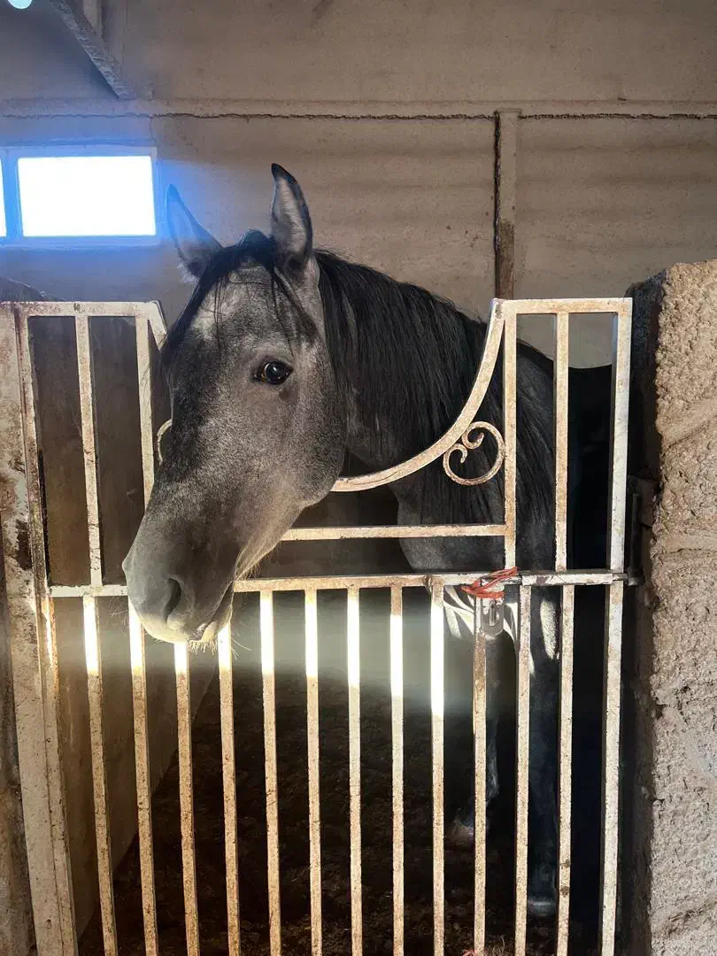 فروش ۲راس مادیون و نریون اصیل|اسب و تجهیزات اسب‌سواری|رفسنجان, |دیوار