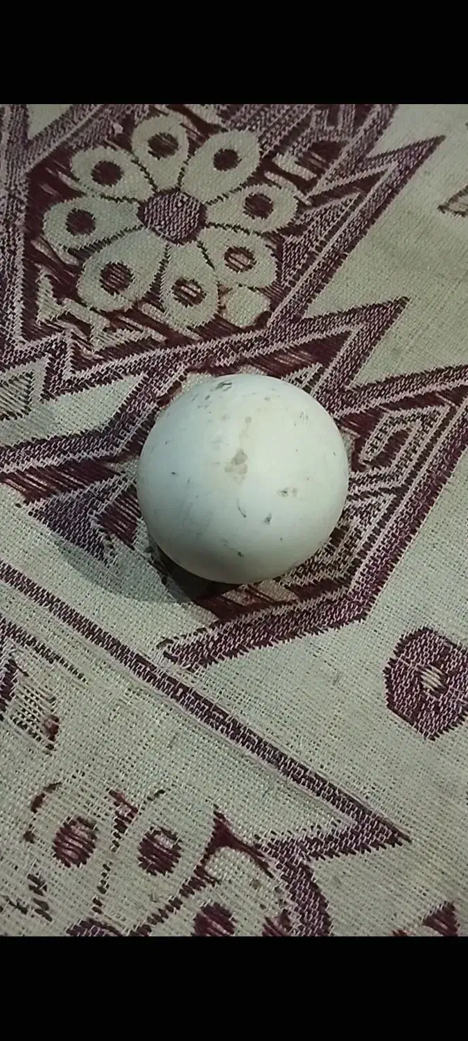 سنگ آسیاب الماس|کلکسیون اشیاء عتیقه|آق قلا, |دیوار