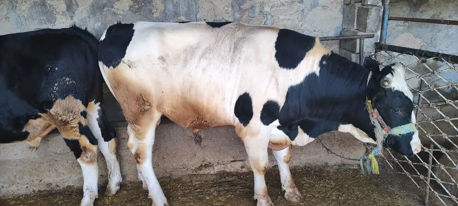 گوساله|حیوانات مزرعه|مسجد سلیمان, |دیوار