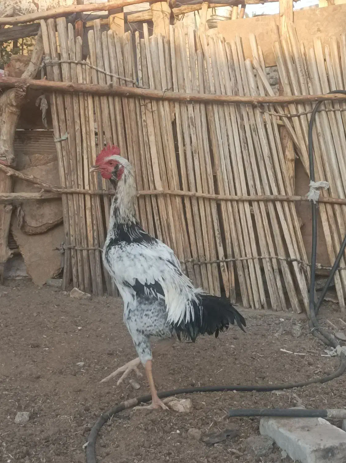 خروس|حیوانات مزرعه|ایرانشهر, |دیوار