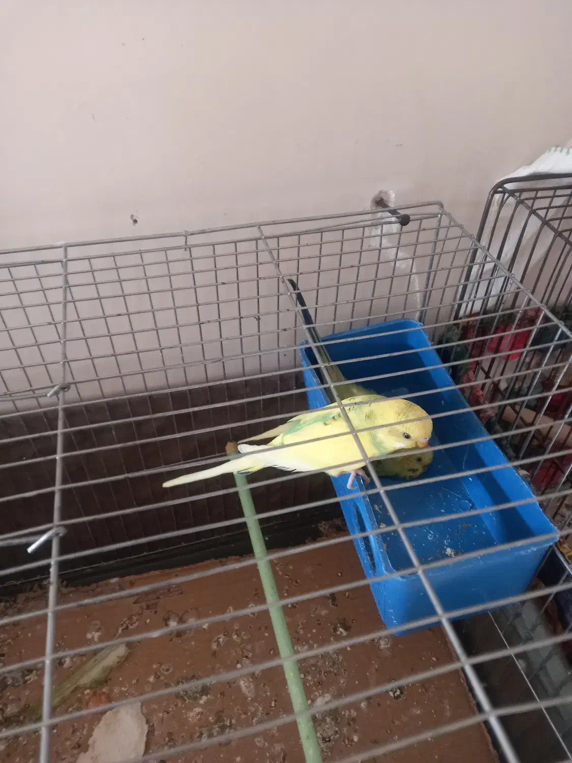 مرغ عشق|پرنده|اندیشه, اندیشه فاز ۵|دیوار