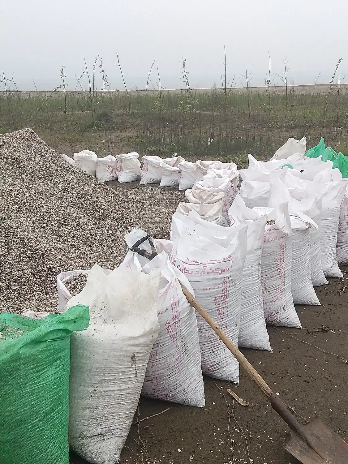 صدف دریاچه خزر|ماهی|بندر انزلی, سپیدکنار|دیوار