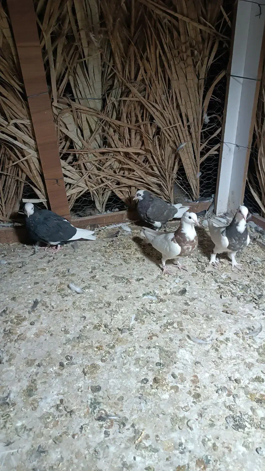 دوتا قوطی دوتا پلنگ جونه ..کبوتر|پرنده|نرماشیر, |دیوار