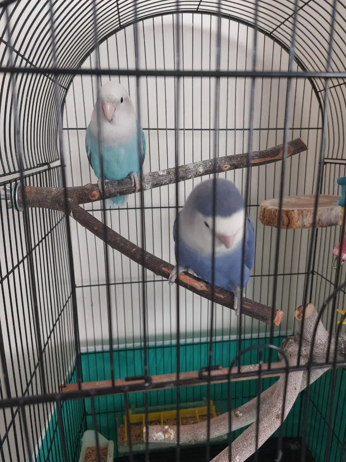 طوطی برزیلی|پرنده|کرج, مصباح|دیوار