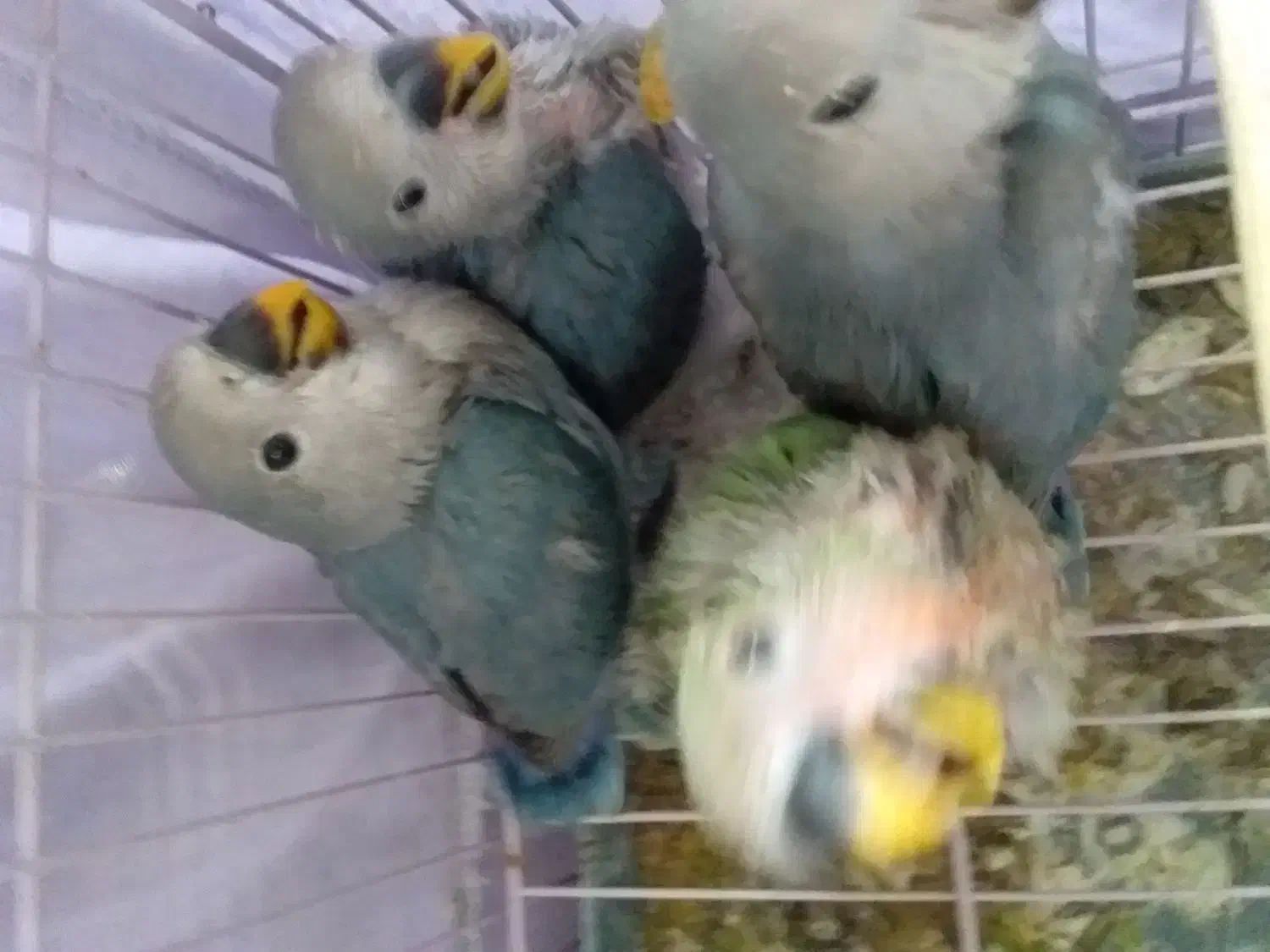 طوطی کوتوله|پرنده|سمنان, |دیوار